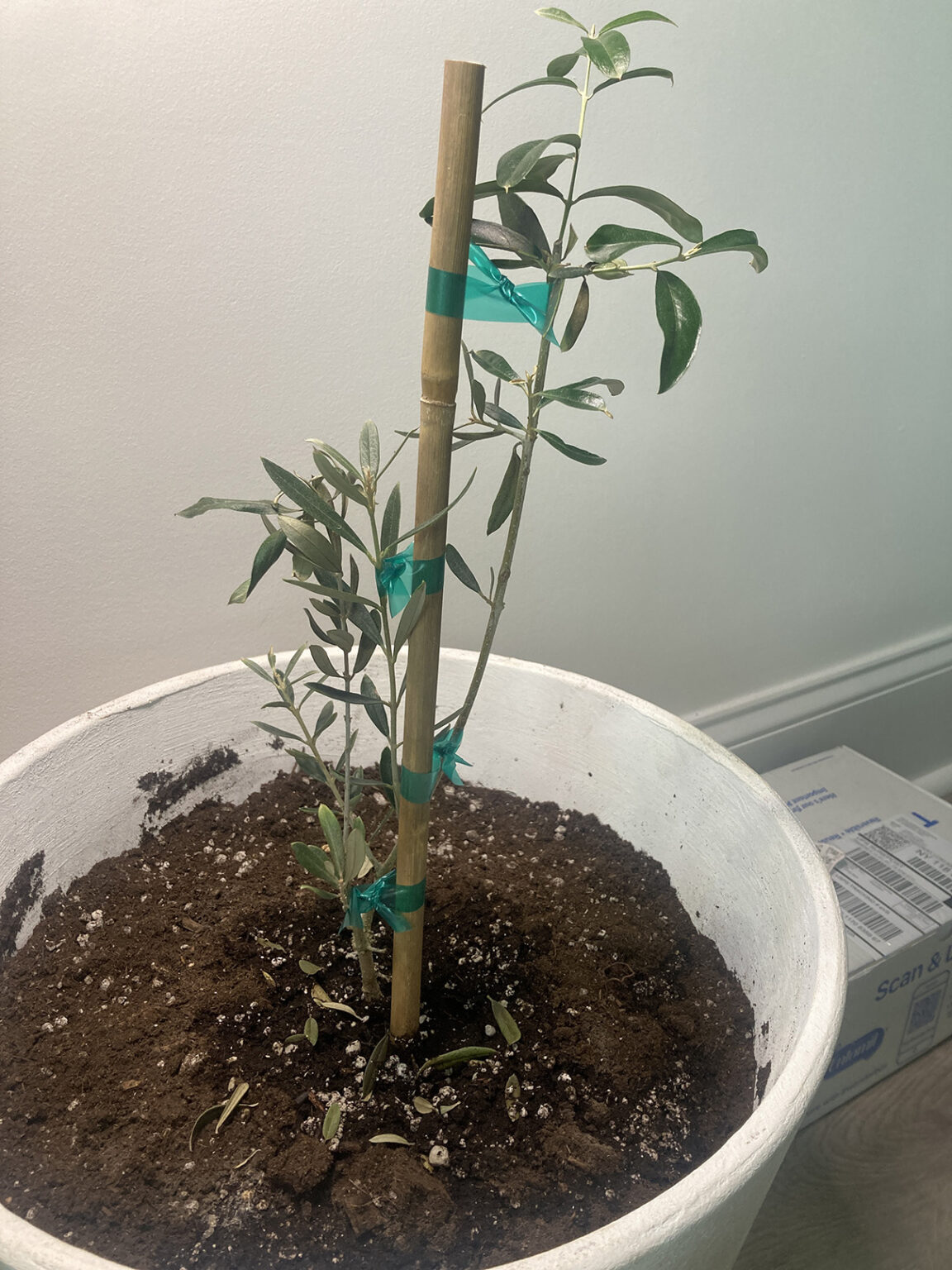 Olive tree losing leaves House Plant Journal