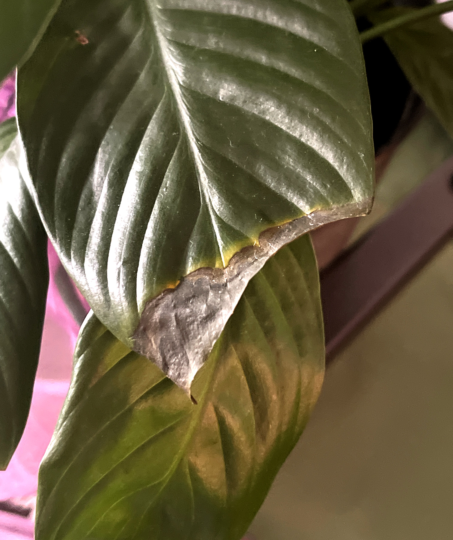 Peace Lily Getting brown Tips – House Plant Journal