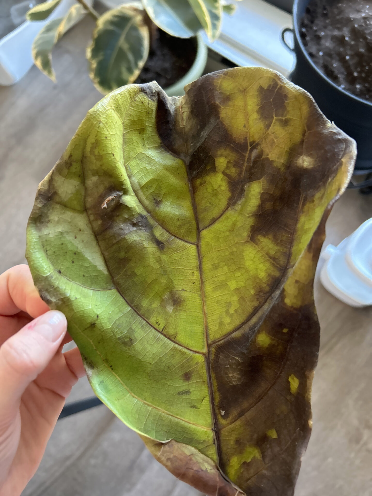 Fascinating Fiddle Fig Leaves Turning Brown Images
