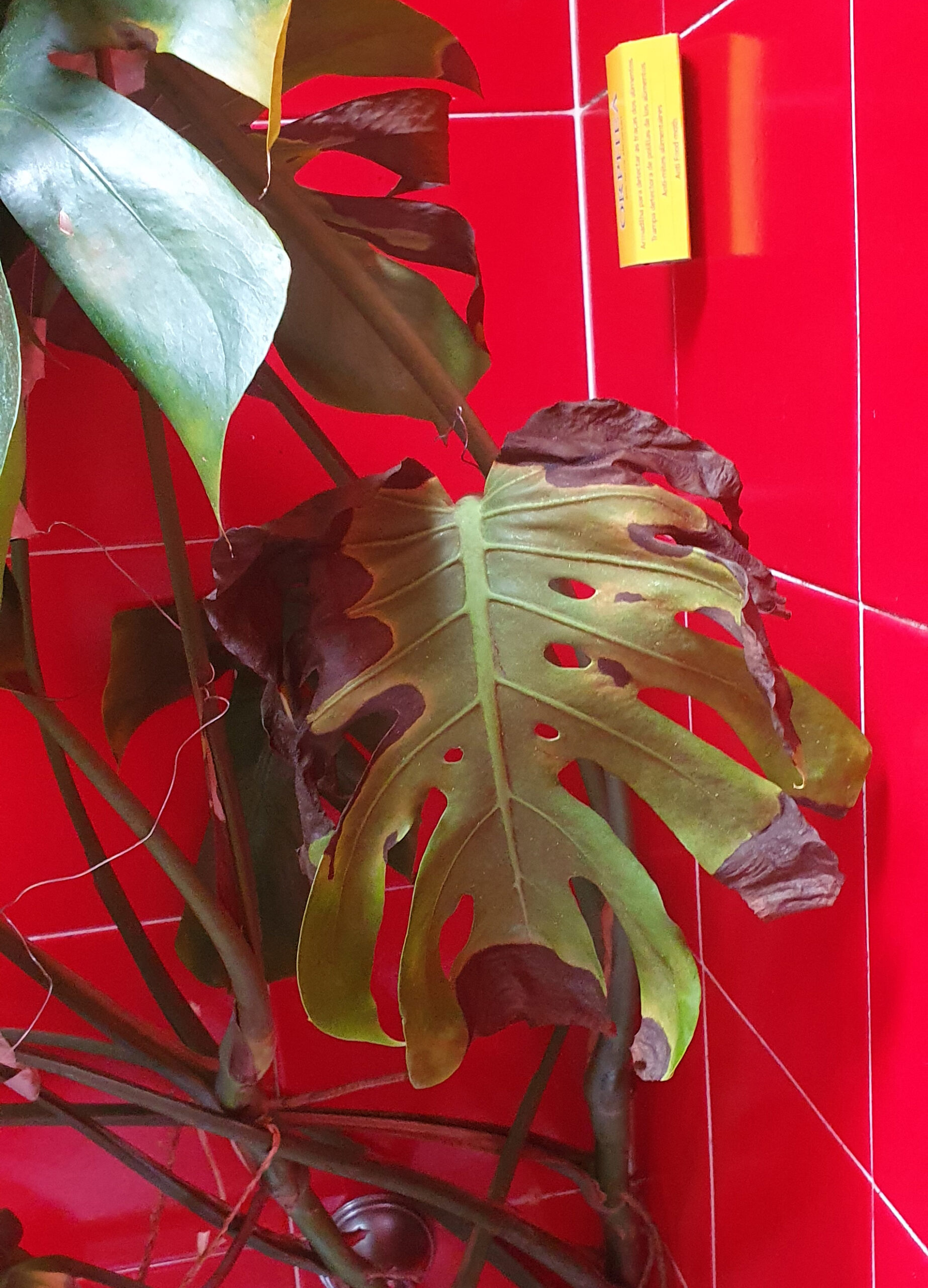 monstera-getting-brown-edges-house-plant-journal