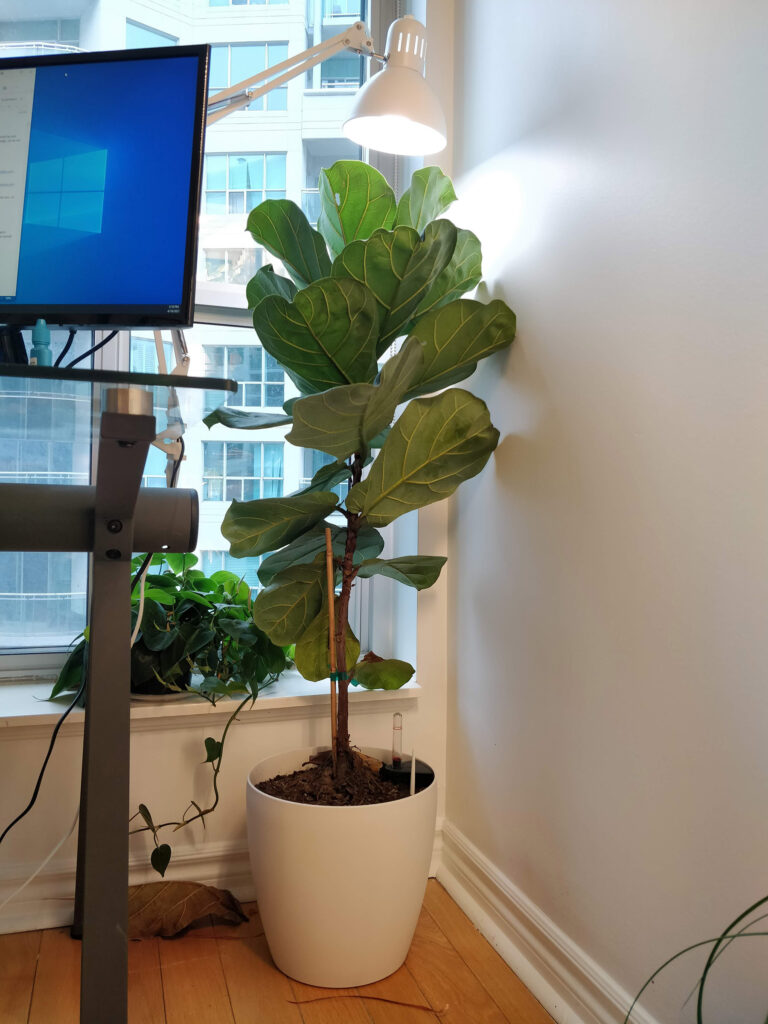 Fiddle leaf fig grow light hotsell