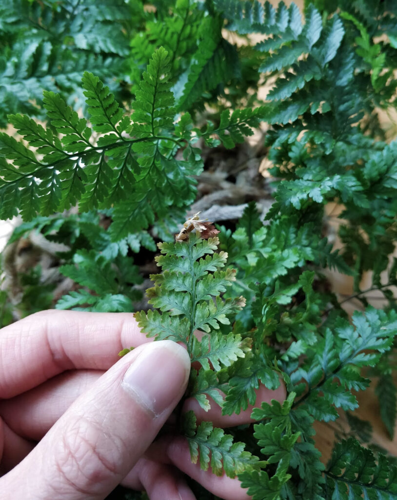 Rabbit Foot Fern Care House Plant Journal